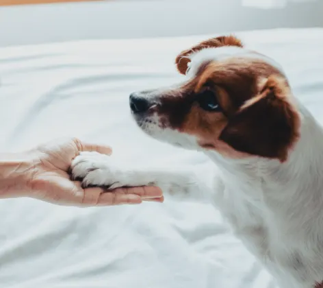 A small dog looking up and putting its paw in someone's hand